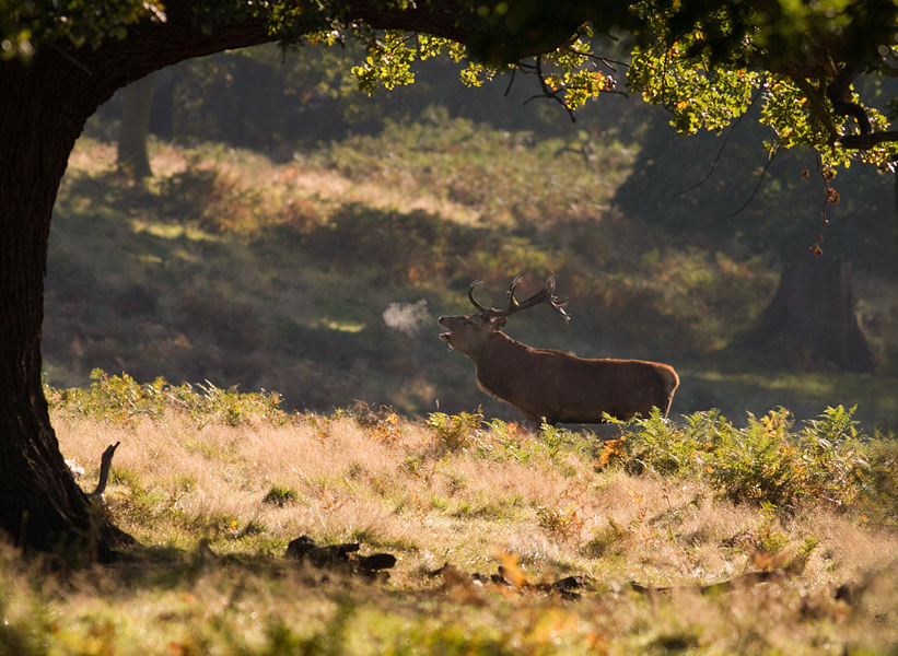 2008 (10) OCTOBER Red Deer Stag 